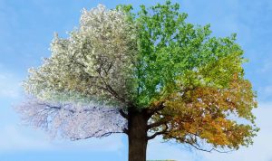 Seasonal Lifestyle Sales Strategies for Holidays