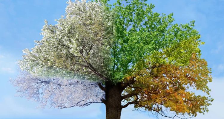 Seasonal Lifestyle Sales Strategies for Holidays