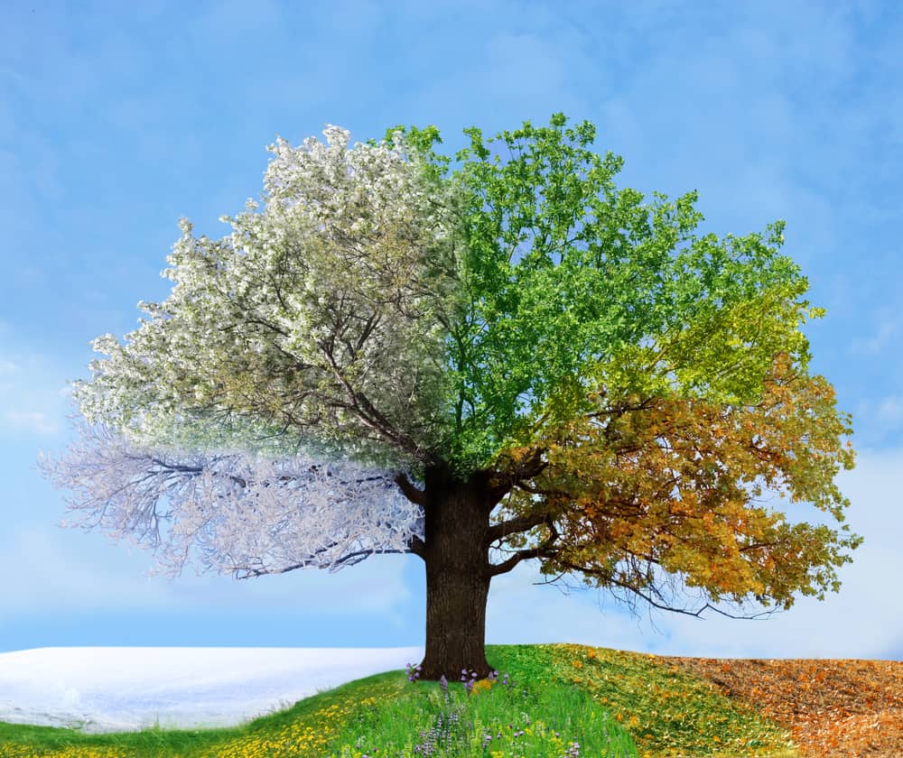 Seasonal Lifestyle Sales Strategies for Holidays